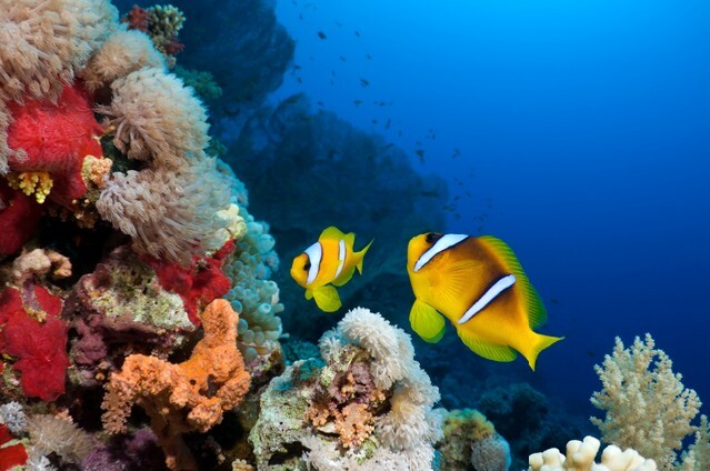 Beautiful reef